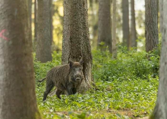 Heimelig M Апартаменты *